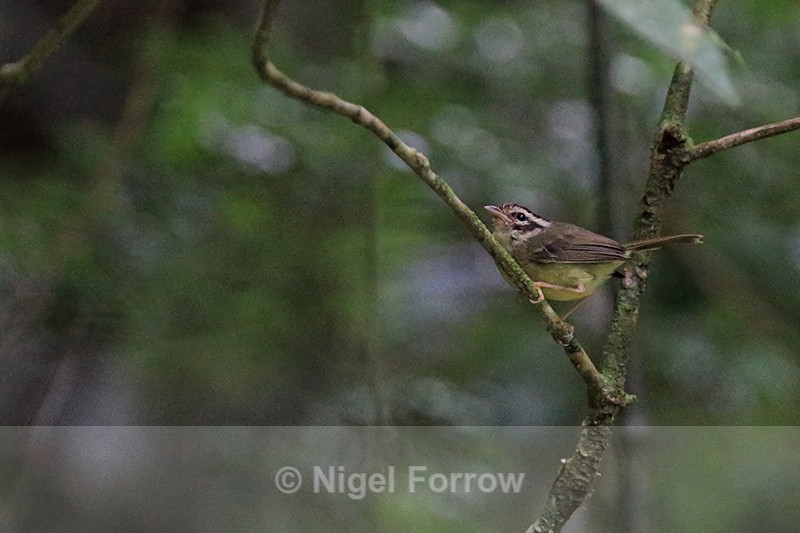 Costa Rican Warbler, Puntarenas Province, Costa Rica - Costa Rican Warbler