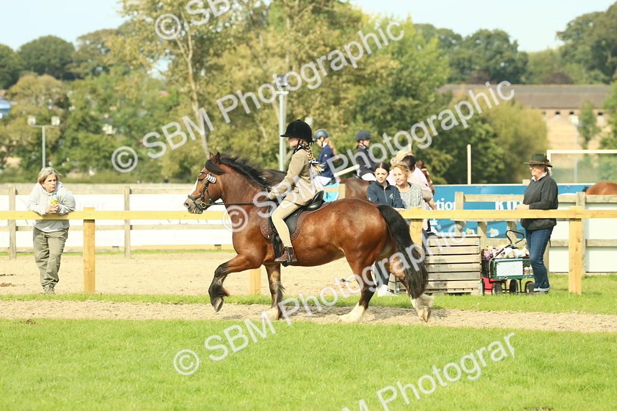 SBM_69060 - S58 - Mini Show Cob Ridden