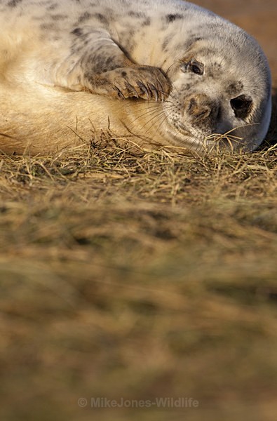 GREY SEAL PUP APPROX 8 DAYS OLD - GREY SEALS & PUPS GALLERY