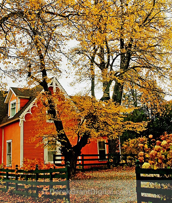 Autumn Tones - Autumn Foliage
