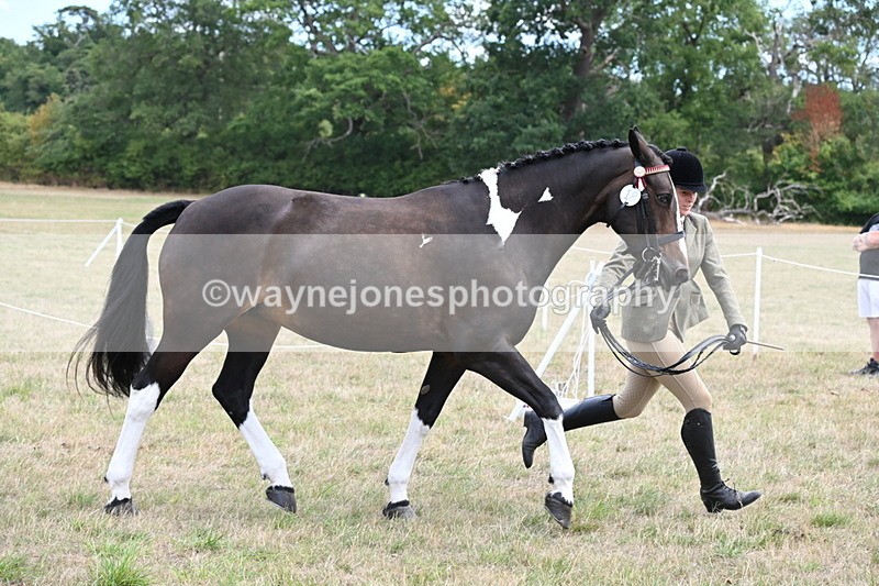 WJ6_5879 - Class 19 In-hand Veterans (Uploaded correct folder)