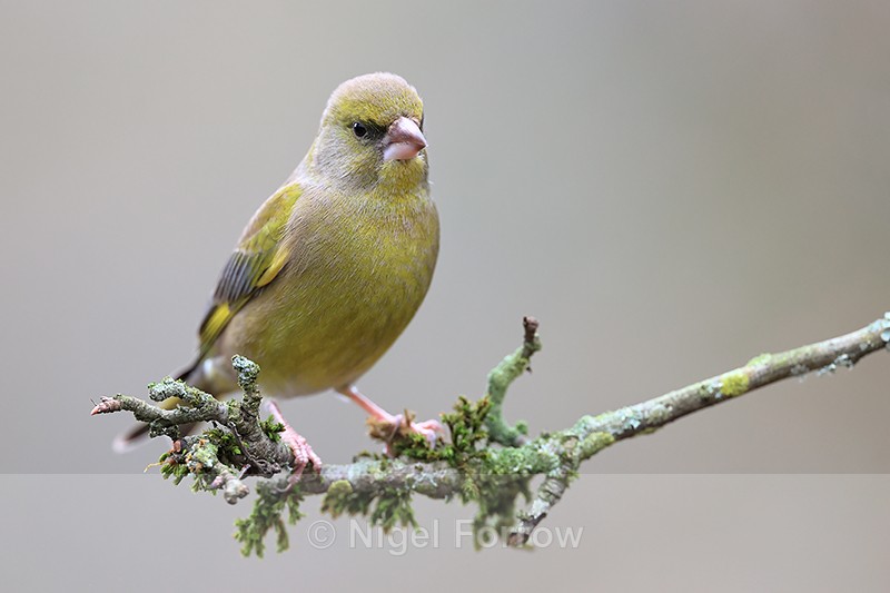 Greenfinch close view, Otterbourne, Hampshire - Greenfinch