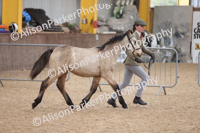 20251109-0779 - Class 24 - Foals