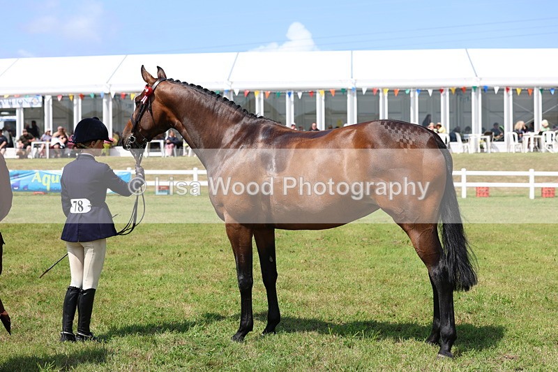 3E7A1151 - Class 8: Open Riding Horse/Hack