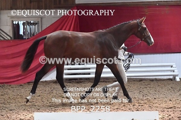 BPP_2258 - AFTERNOON 12.30 - 3.30PM