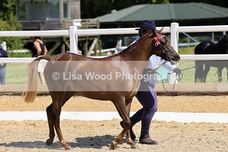 1X9A1100 - Class 8: Open Show/Hunter Pony not to exceed 153cm