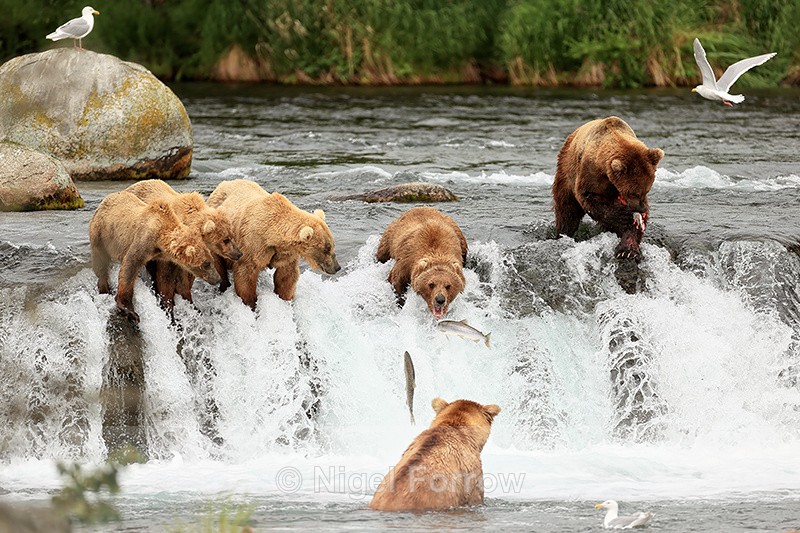 Brown Bear lunging for leaping Sockeye Salmon, Brooks Falls, Alaska - Brown Bear