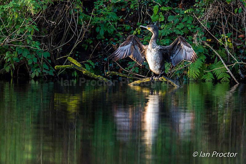 Drying time for the hunting Cormorant - Nature