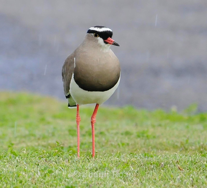 Crowned Lapwing - South Africa Birds and Mammals