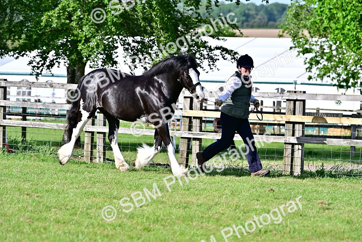 SBM_10095 - Class 63-65 - Traditional Gypsy Cobs In Hand & Ridden