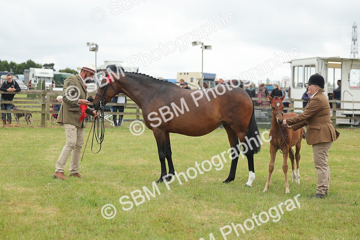 SBM_05563 - Class 68-73 - Riding Pony Breeding