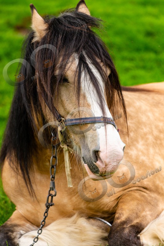 Horse-IMG_4249 - Pet Photography