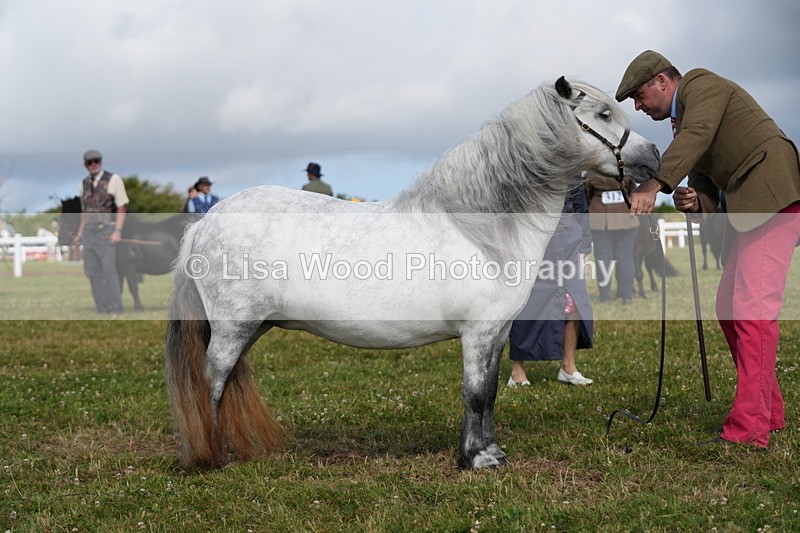DSC05296 - Class 49: NPS Shetland 4 years and over