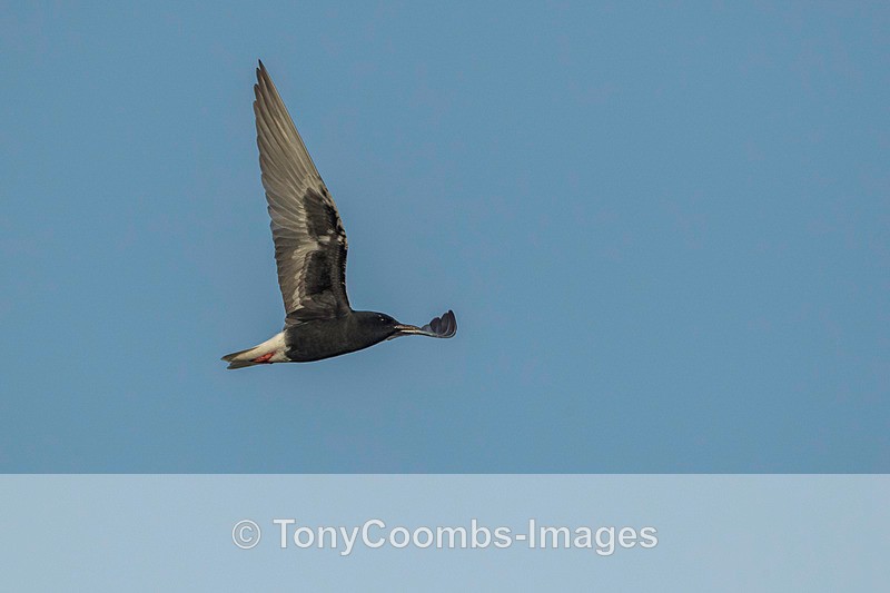 White-winged Black Tern - Lesvos ~ Other Birds