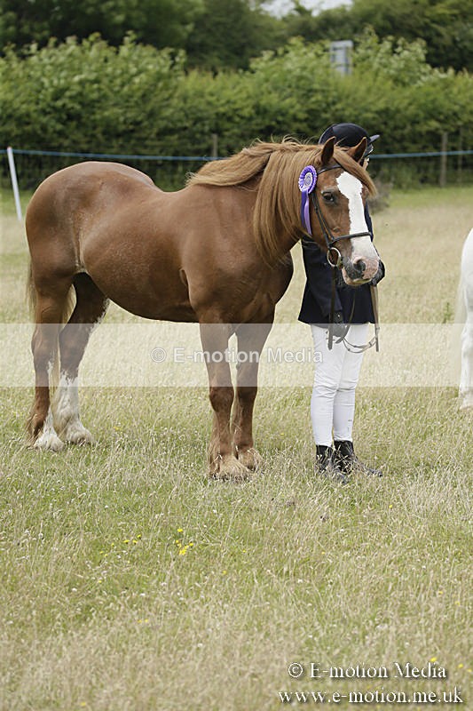 B230619-0593 - Bourne Valley Riding Club Summer Show 23/06/19