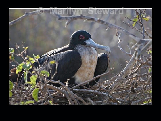 Female frigatebird - Galapagos Islands