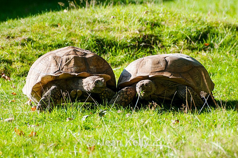 Tortoises - DSC_0527 - Tortoises
