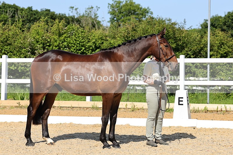 1X9A0801 - Class 4: Youngstock 1, 2, 3 year old to exceed 153cm