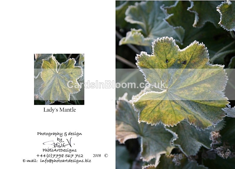 lady's Mantle