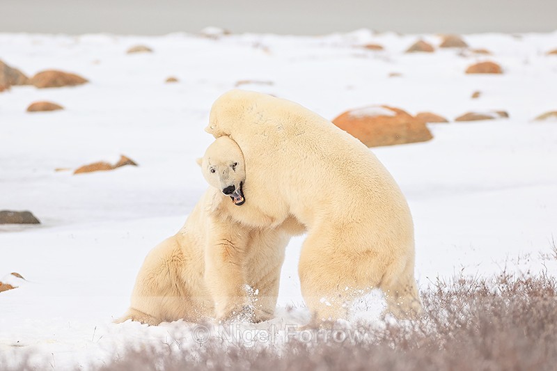 Polar Bear held in headlock during fight, Churchill, Canada - Polar Bear