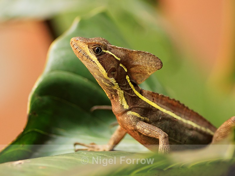Brown Basilisk (male), Tortuguero, Costa Rica - REPTILES & AMPHIBIANS