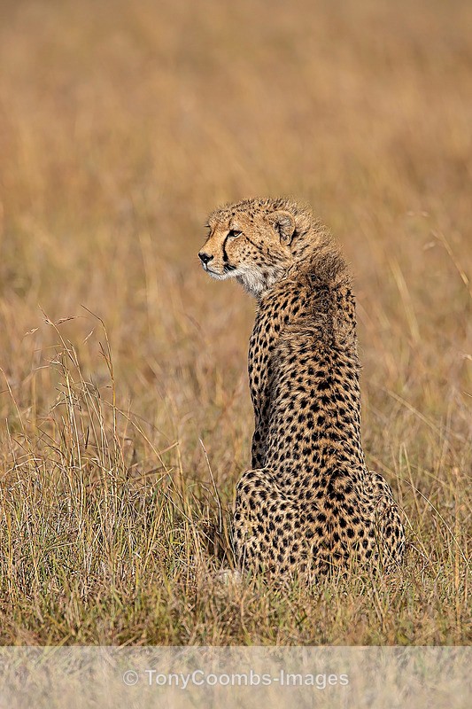 Cheetah - Mara North ~ Cats