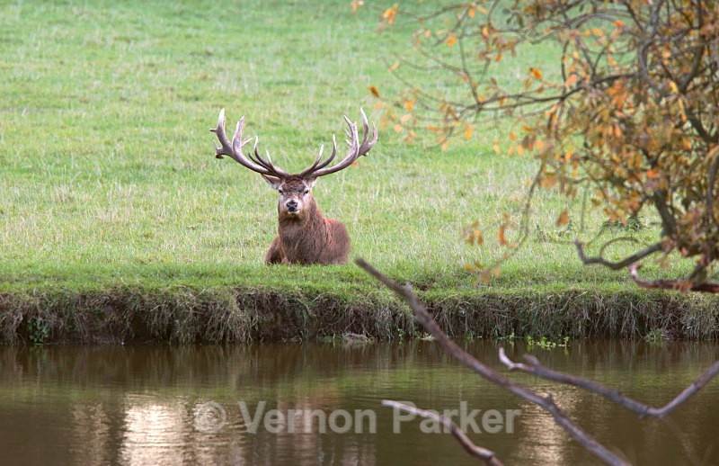 Red Deer - Wildlife