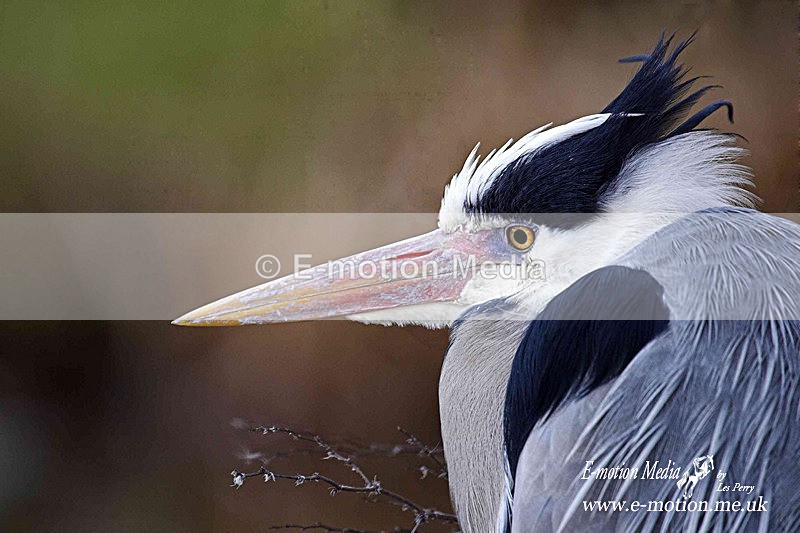 Nature-47 - Nature