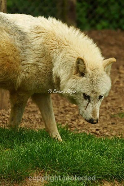 Wolf - Takala being thoughtful (Colchester Zoo) - Smaller Cats & Other Wildlife - Wolves