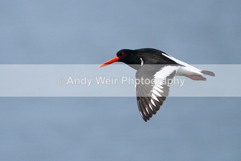 20120529-_MG_9383 - Oyster Catcher