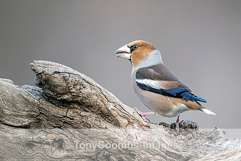 Hawfinch  1901-17497 - Around the Reflection Pool