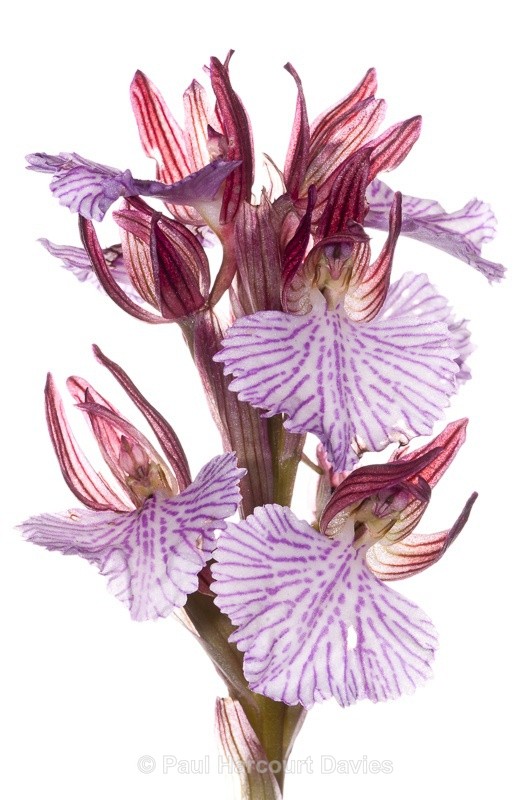  - WB: Orchids - Orchis