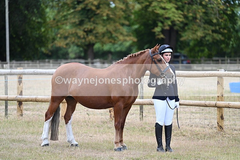 WJ7_8762 - Class 4a Prettiest Mare 14.2hh and over