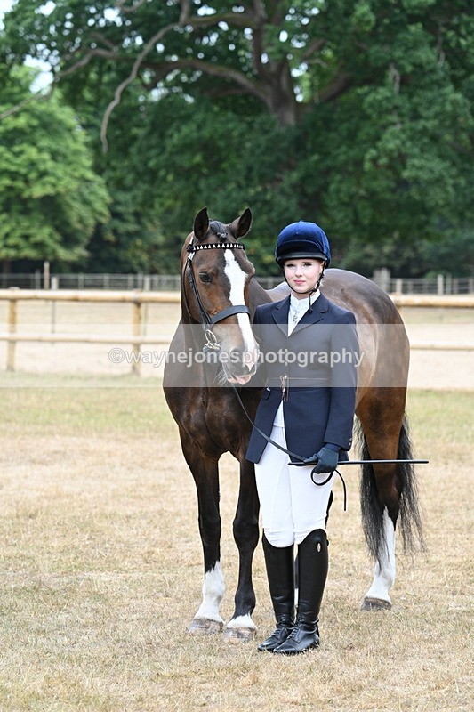 WJ7_0129 - Class 5a Most Handsome Gelding (above 14.2hh)