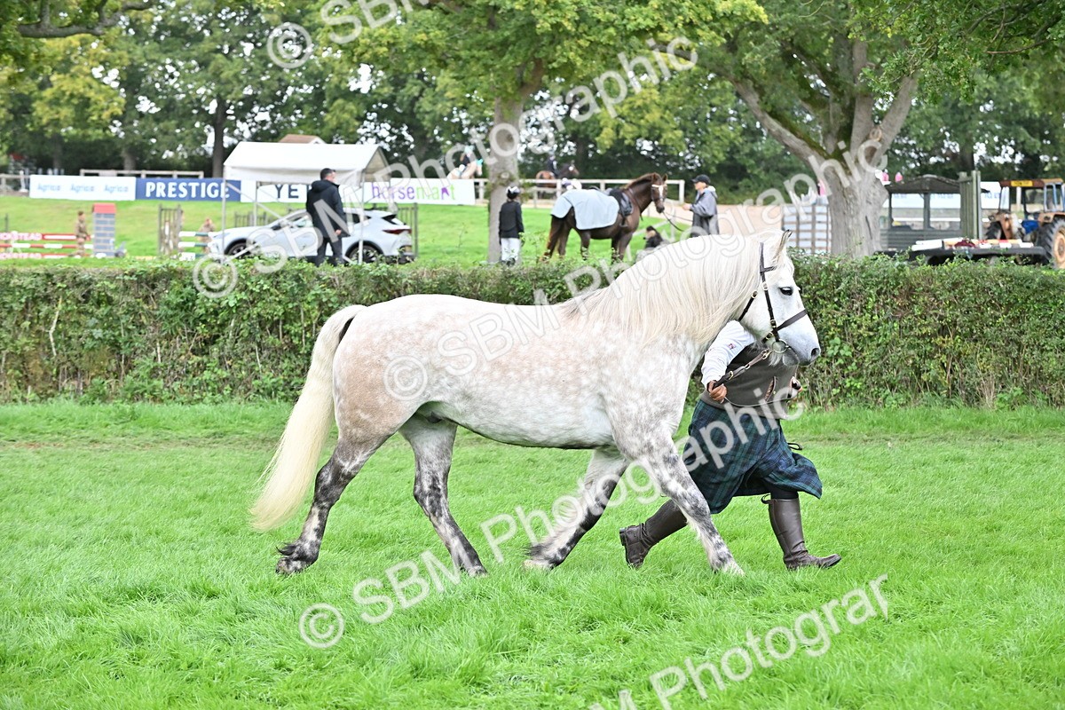 SBM_63255 - S49 - Mountain & Moorland In Hand Large Breeds