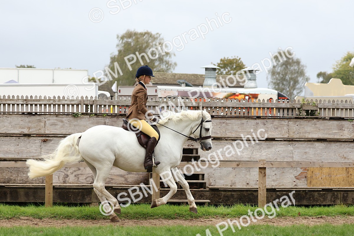 SBM_69589 - S62 - Mountain & Moorland Ridden Large Breeds