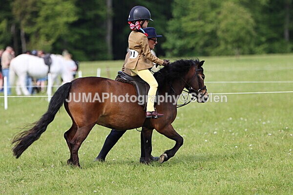 IMG_2276 - Working Hunter