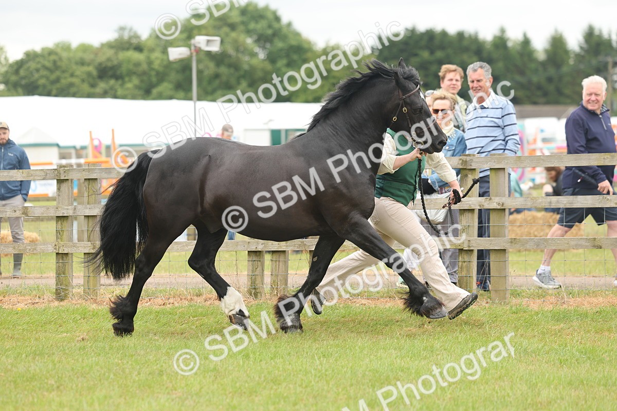 SBM_04870 - Class 50-57 - M&M Welsh Pony In Hand