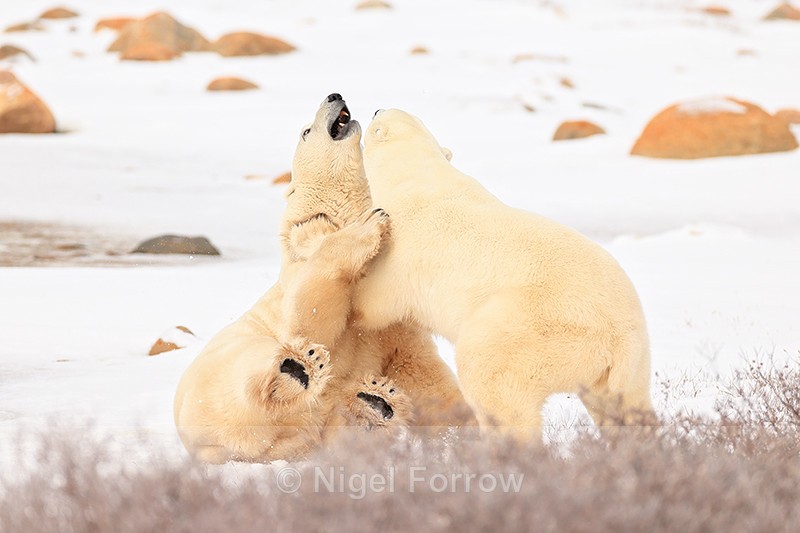 Male Polar Bear pushed over during fight, Churchill, Canada - Polar Bear