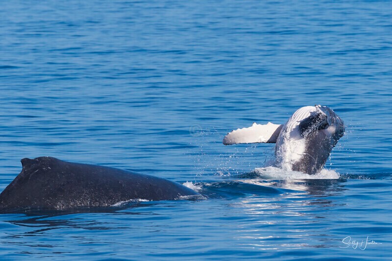0A3A8789 - 2024 Hervey Bay Whales