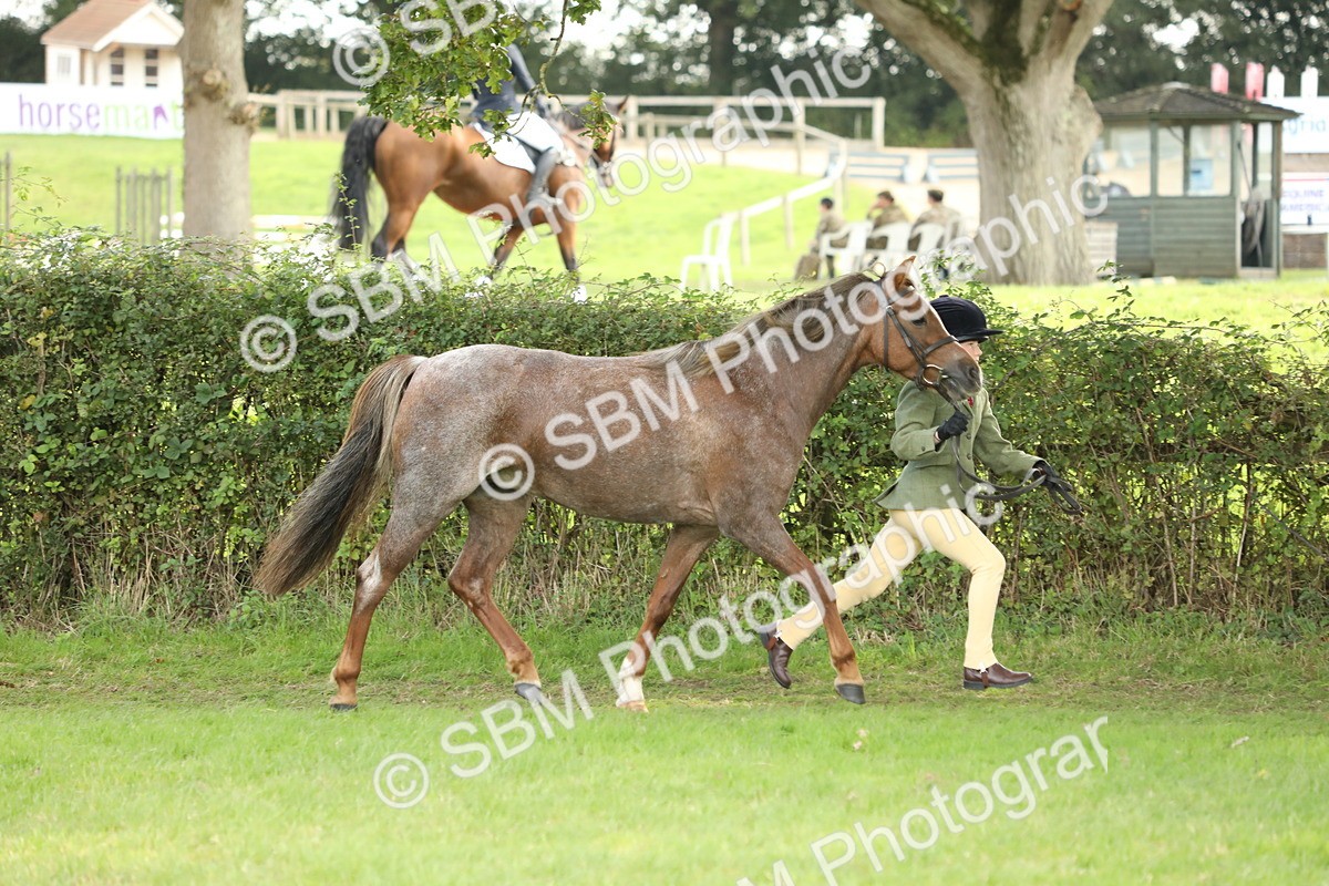 SBM_62753 - S46 - Mountain & Moorland In Hand Small Breeds