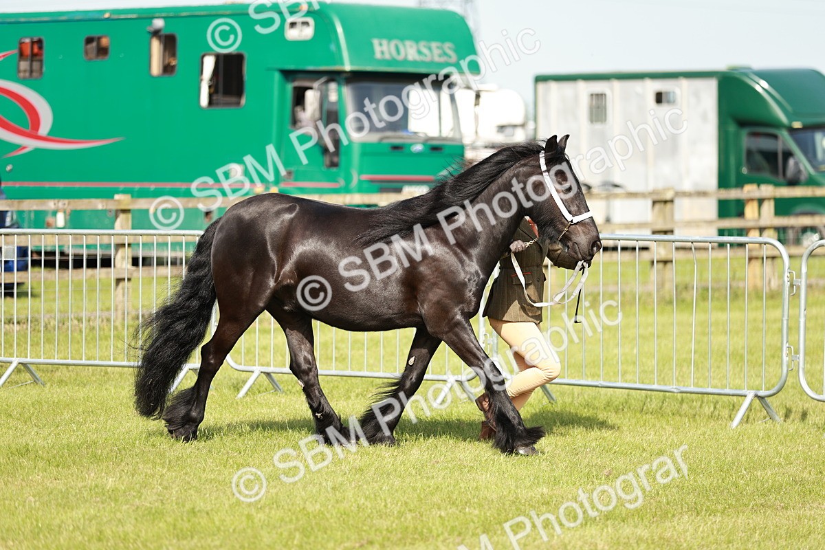 SBM_00811 - Class 14-23 - Mountain & Moorland In Hand Non Welsh