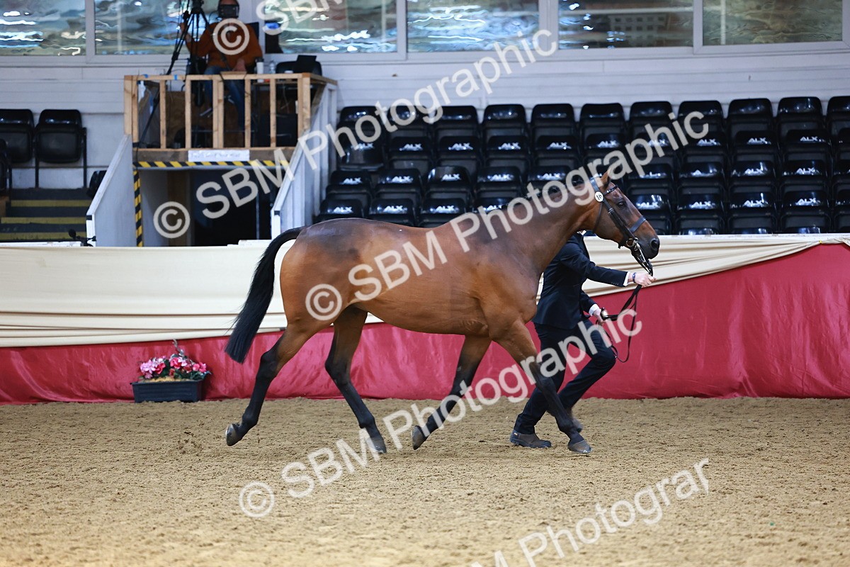 SBM_23259 - Class 903 - Supreme Final - IH Pre Vet