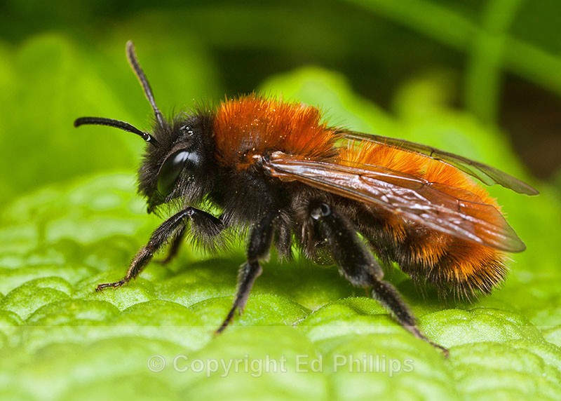 Andrena fulva (f) - Andrena fulva
