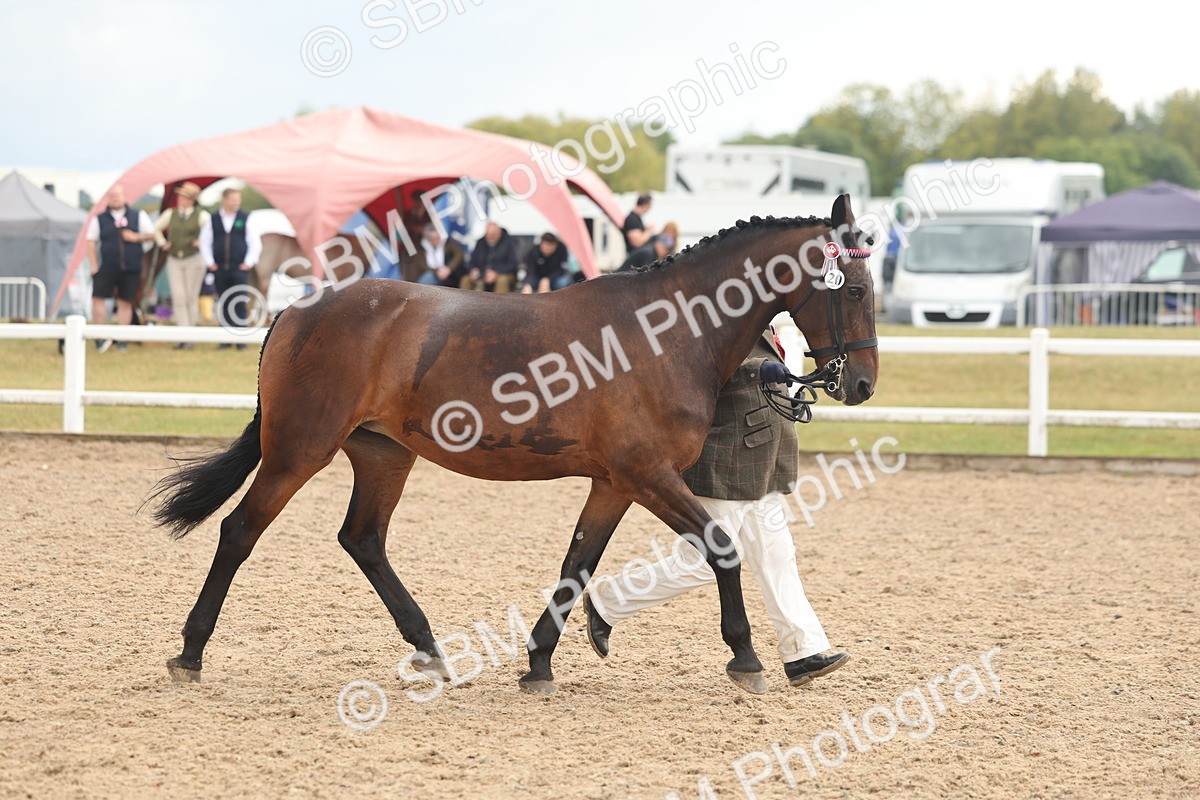 SBM_07921 - Class 28 - IH Veteran Horse