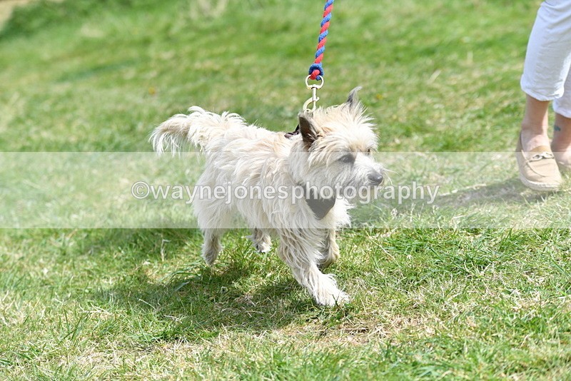 WJ5_0375 - Class 7 Best Terrier