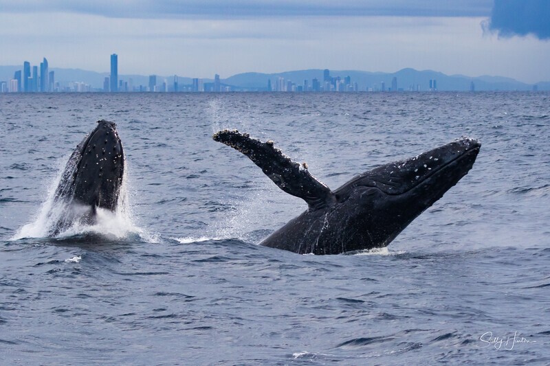 Two breaching whales. 0A3A8925 - Humpback Whales