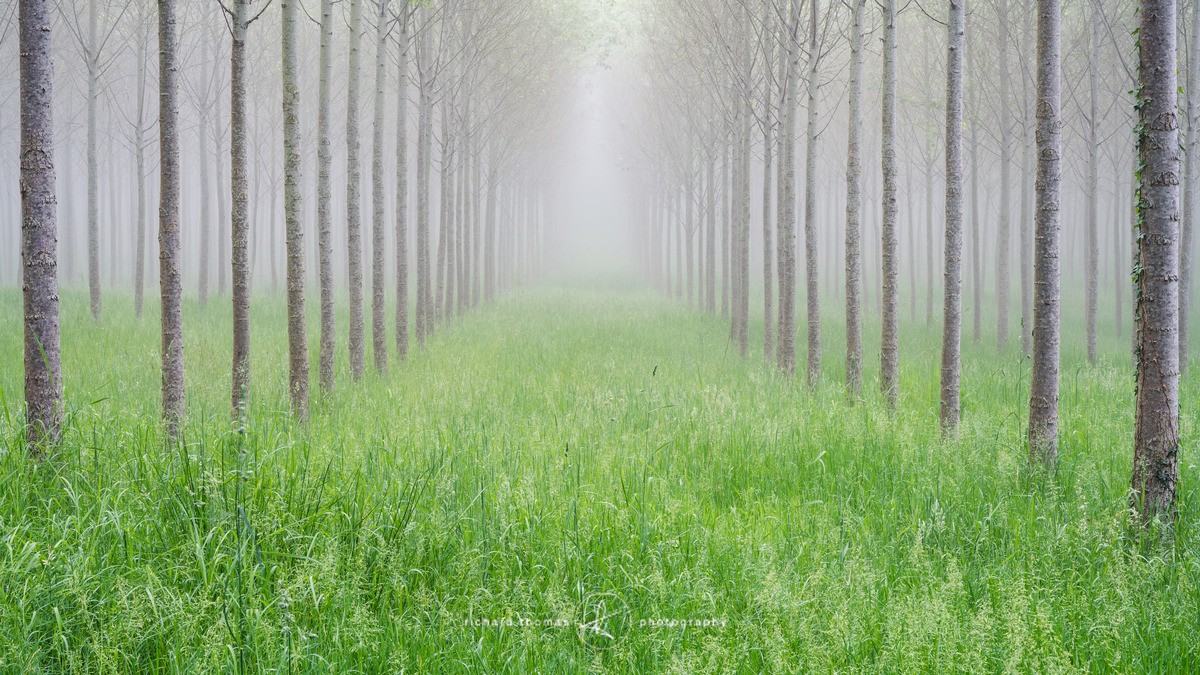 Neatly planted Poplar trees in rows filled with fresh green grass on a misty morning