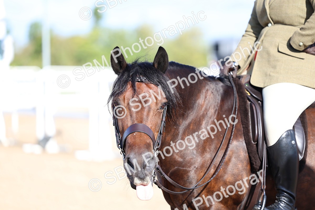 SBM_08919 - Class 302 - Ridden M&M - Large Breeds