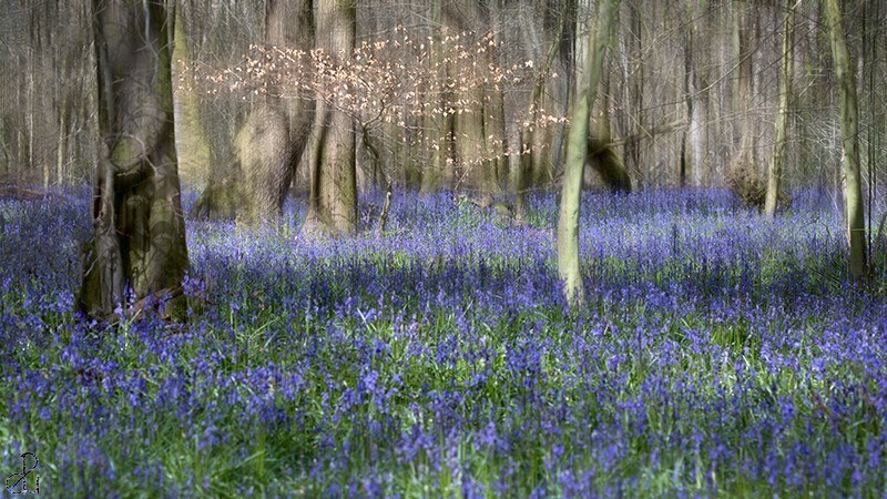 Bluebell Wood - Land and Sea